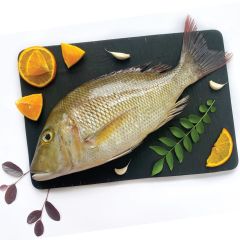 Shery Medium |1Kg